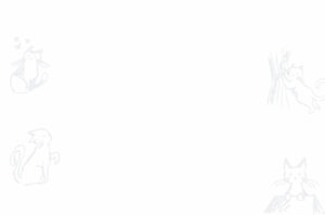 COMPORTEMENT DU CHAT