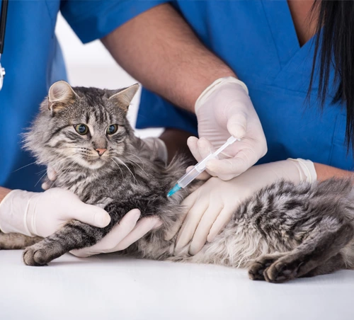 Vaccination du chat