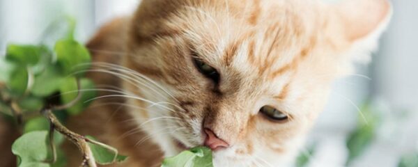 phytothérapie pour chat